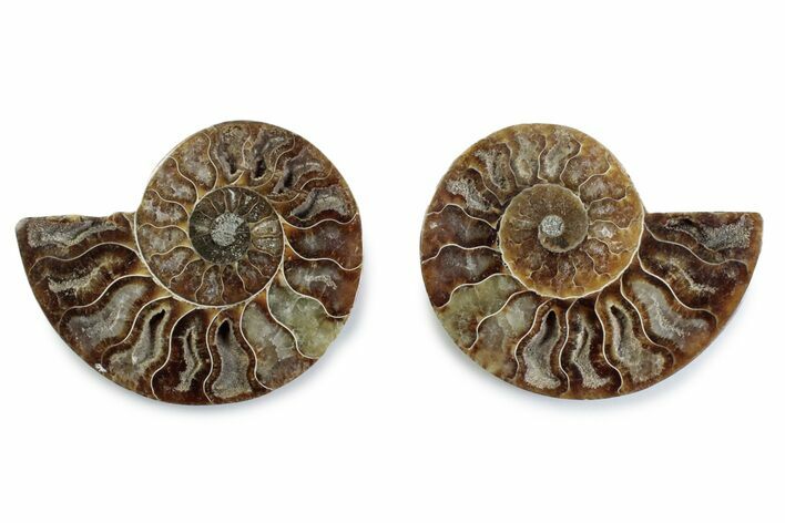Cut & Polished Ammonite Fossil - Madagascar #377571